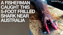 Fisherman Catches 300 Toothed Fossil Shark