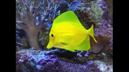 ufc토토≫≫ Ｍｉ７ｎａ．Ｃｏｍ ≪≪ufc배팅