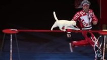 Amazing Russian Circus Cats