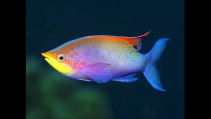 스포츠토토≫≫ Ｍｉ７ｎａ．Ｃｏｍ ≪≪프로야구스코어