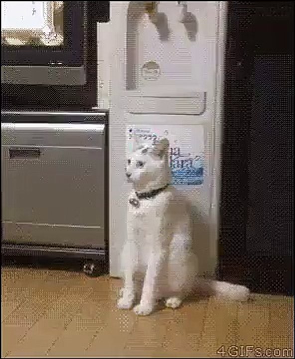 Forget what it was like to be pussy cat