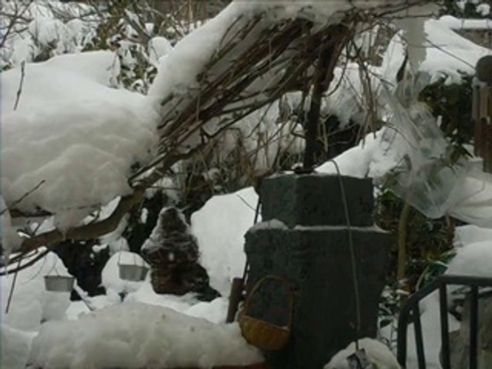 mésanges, chardonneret et roitelet