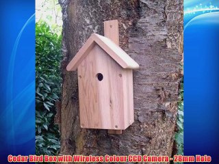 Cedar Bird Box with Wireless Colour CCD Camera - 28mm Hole