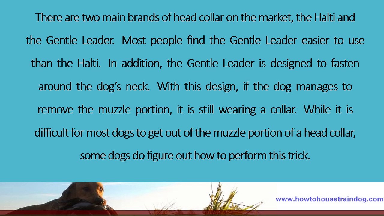 Dog training - Training your dog with a head collar