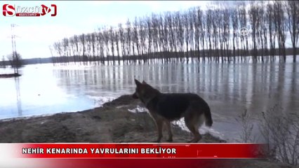 Nehir kenarında yavrularını bekliyor