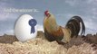 Ask Us Anything: Which Came First, The Chicken Or The Egg?