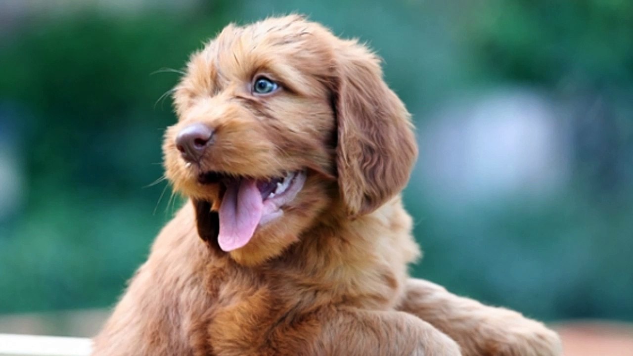 Dog training - Training your puppy not to bite