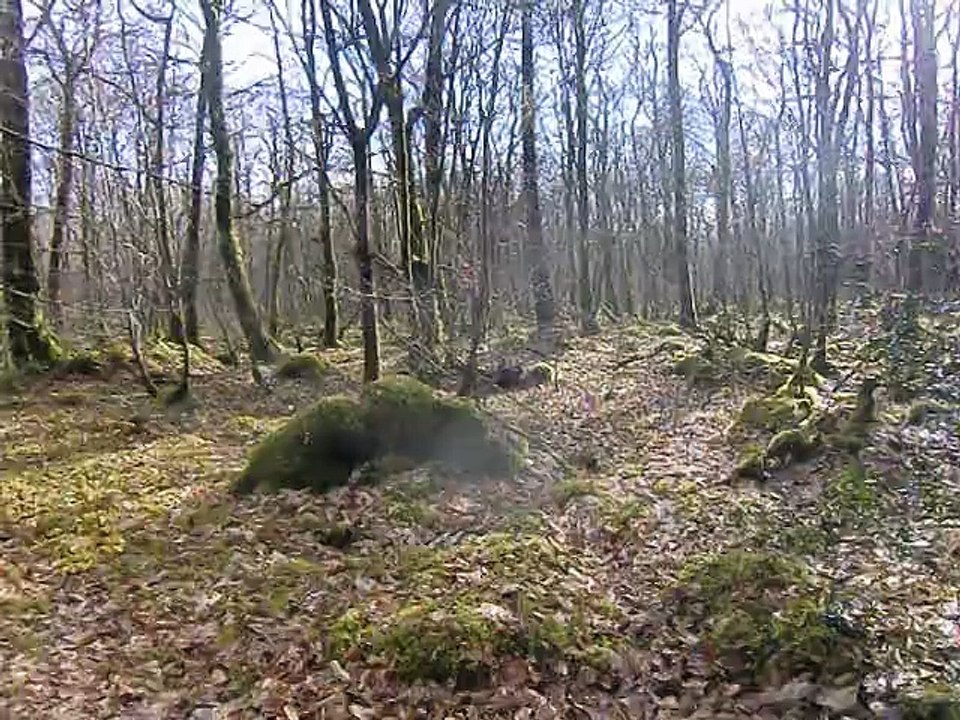 Avec les copains en forêt l'hiver