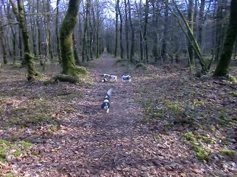 Avec les copains jeux en forêt