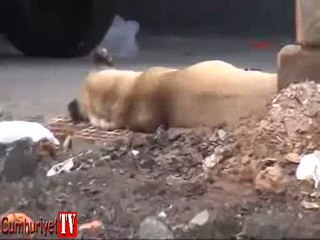 Duvardan atlayan köpek sokakta yürüyen kadını ısırdı