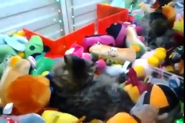 Gagner un chat vivant à la machine à pince ... WTF !!!!