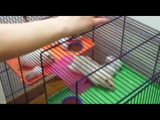 ¡Hablemos de razas!: Cuidado del hámster