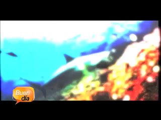 Cosas que no duele saber de los tiburones