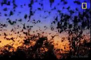 Australian Grey-headed flying fox Bats