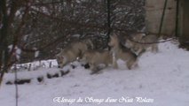 Chiots Huskys dans la neige - Elevage Husky du Songe d'une Nuit Polaire