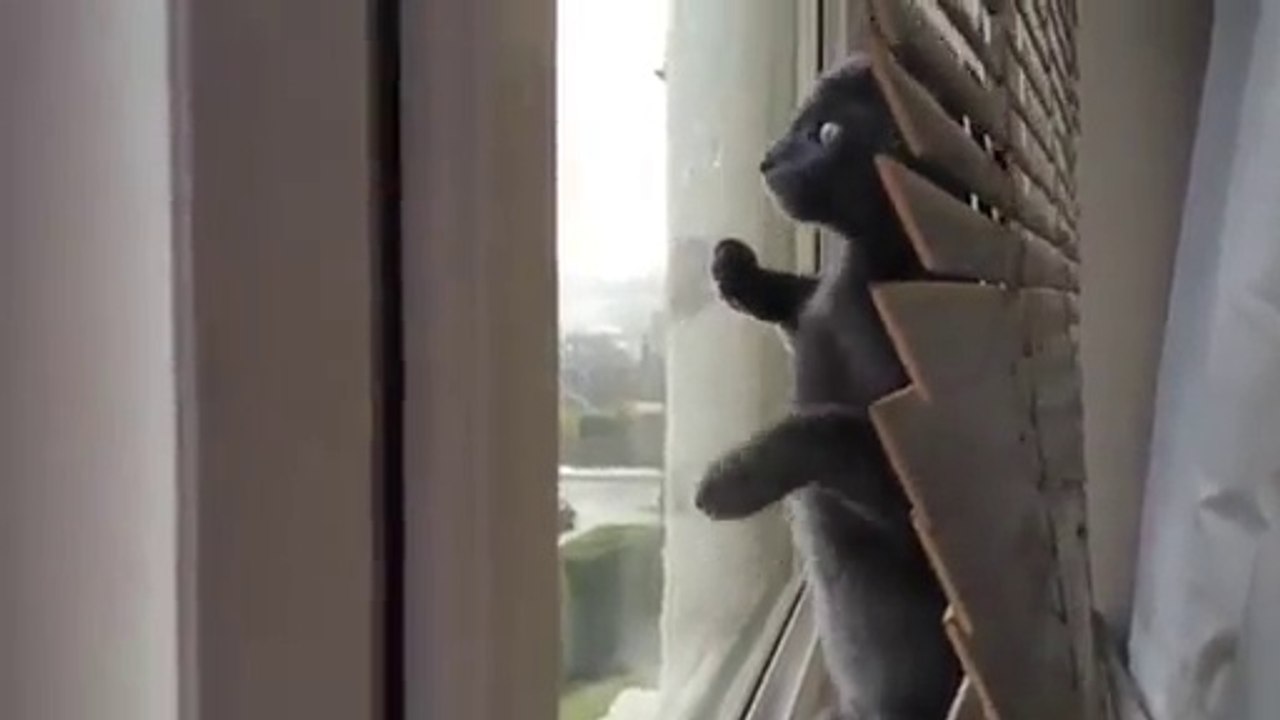 Ce chat découvre la neige pour la premiere fois... Trop mignon !