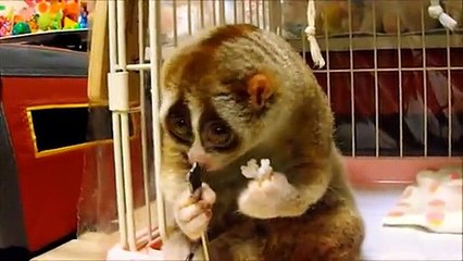 C'est dur de dire non à cet adorable Loris !