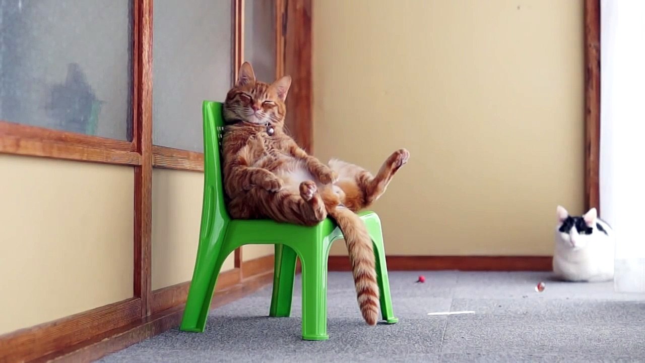 Un chat qui s'asseoit comme un humain sur une chaise