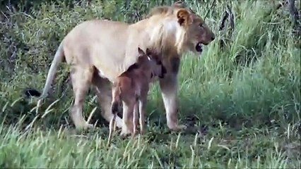 Un lion sauve un bébé antilope de d'autres lions