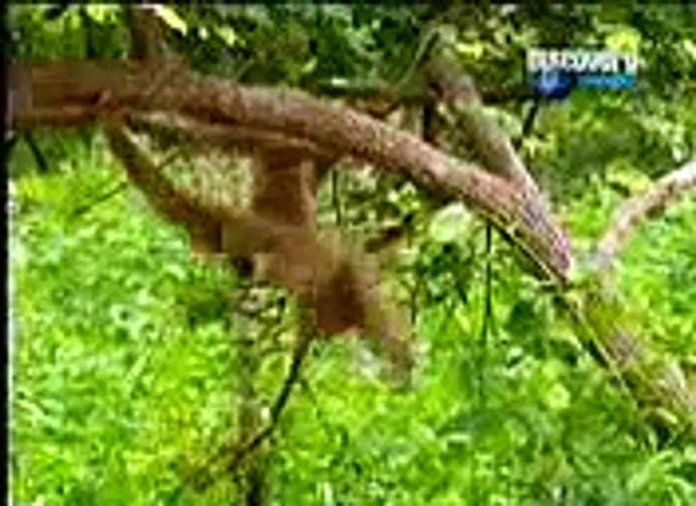 Monkey Teasing Tigers