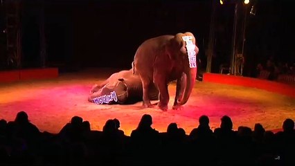 Le cirque Pinder va-t-il perdre ses éléphants ?