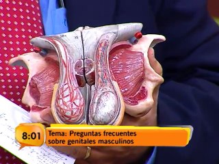 Tema de fondo: Preguntas frecuentes sobre genitales masculinos