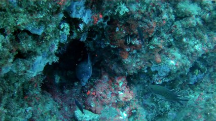 Apnée à l'isola de Bergeggi - Apnea all'isola de Bergeggi