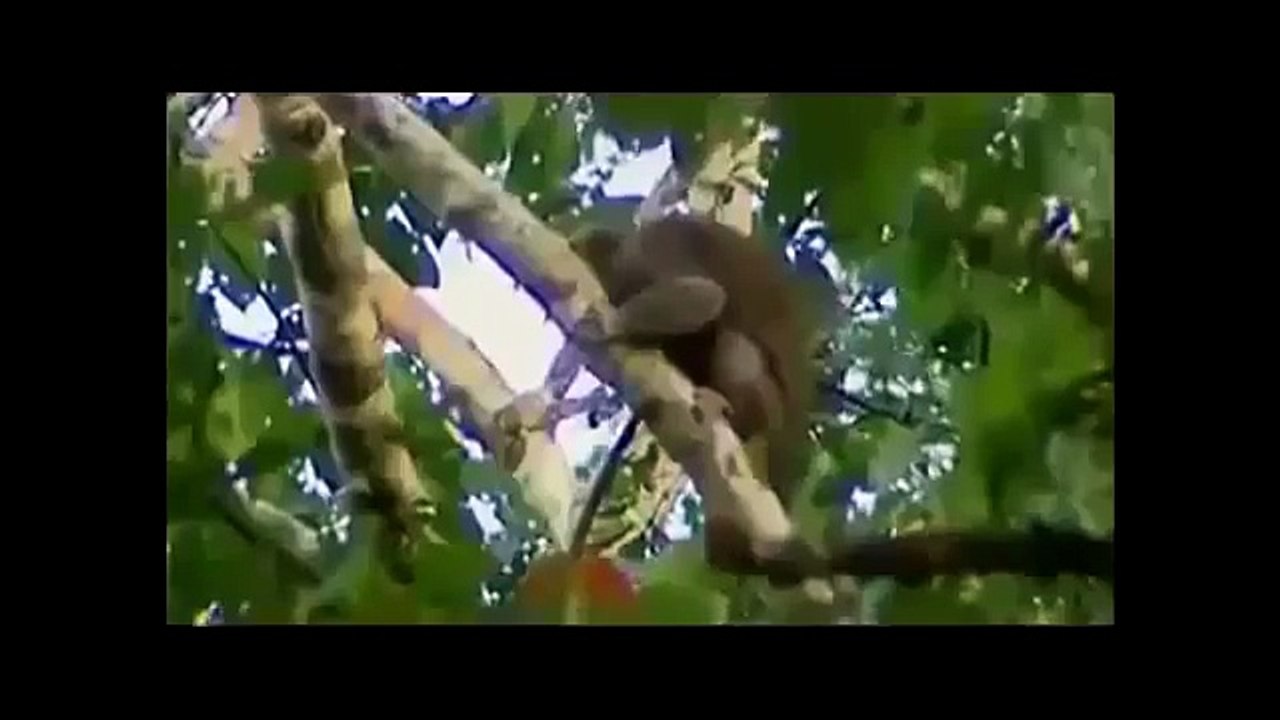 Amazing Discoveries of Unknown Animal Species 720p Documentary & Life Discovery HD