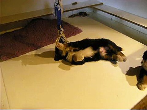 2 fév mâle rouge et mâle orange