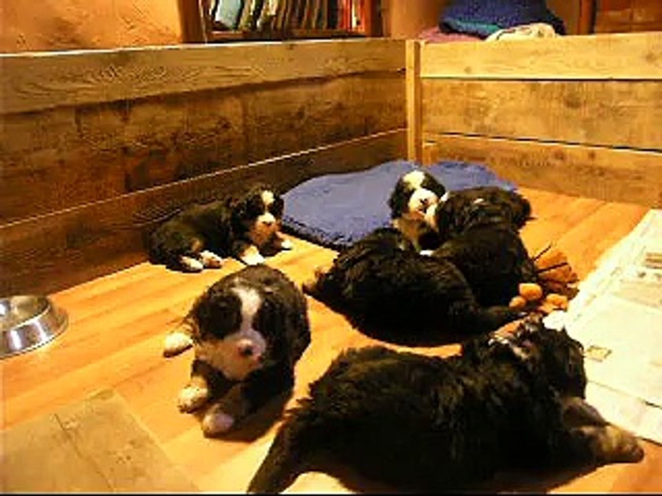 2fév scène de vie entre jeu et sieste