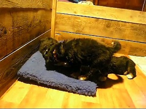 2 fév femelle verte, Lister, mâle orange