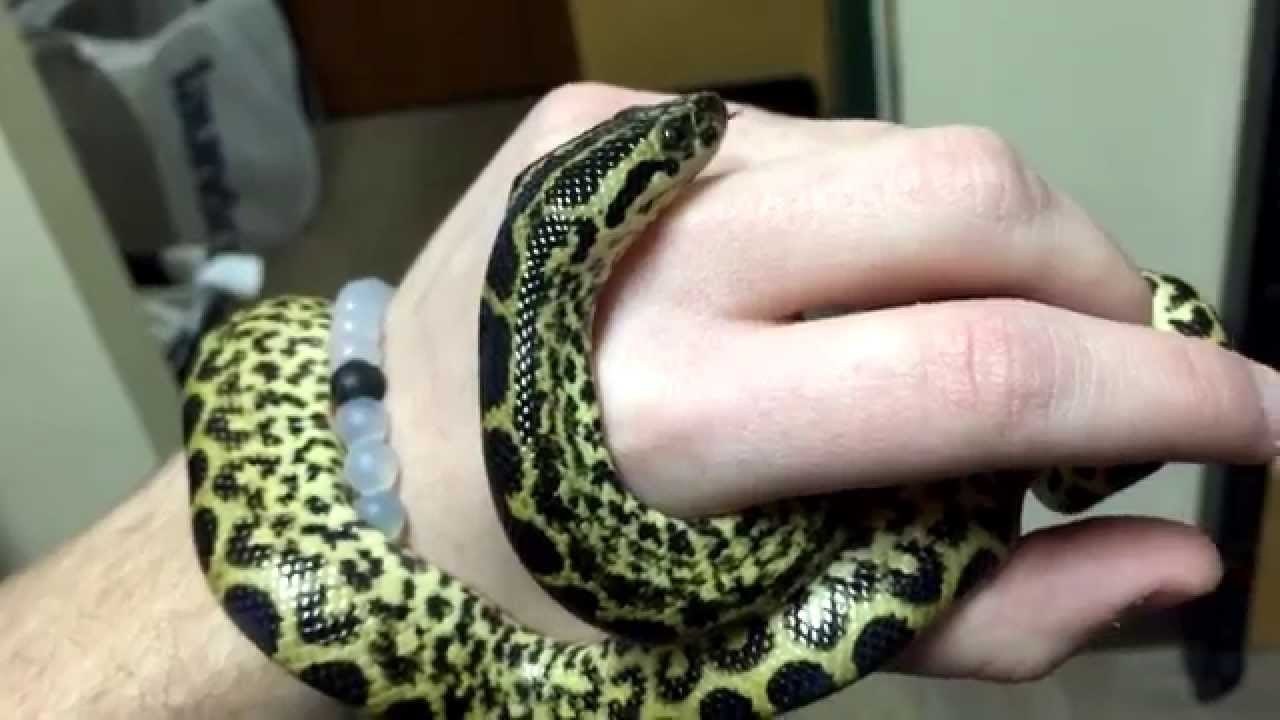 Calm Pet Anaconda