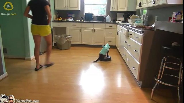 Cat Wearing A Shark Costume Cleans The Kitchen On A Roomba.