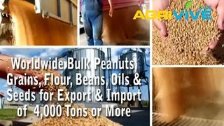 Purchase Peanuts Import, Peanuts Import, Peanuts Import, Peanuts Import, Peanuts Import, Peanuts Import
