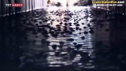 Çıkardıkları Sesle Kurtulan Balıklar - Adana