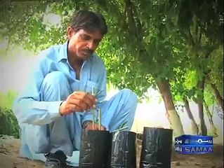 Olive Farm in Chakwal