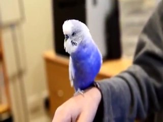 R2D2 Budgie!!!More Amazing Article , Please Visit httpa//buzzlife.com.tw/:::...