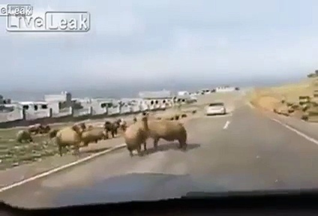 If you do not want to suffer the intervention coaches never smile while fighting...