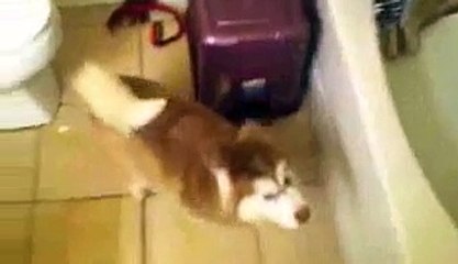 Husky pup arguing about taking a bath