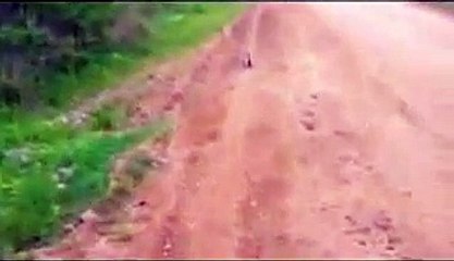 Fox cub comes to people for help