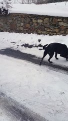 Labrador à la neige...