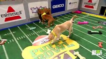 Superstar Puppy Has Four Touchdowns!   Puppy Bowl XI