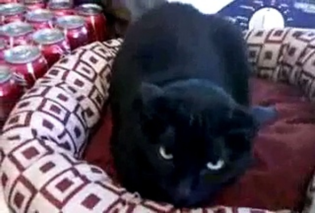 Angry cat vs nice cat and worried dog