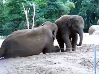 Cute Baby Elephant Wants To Ride His Mother