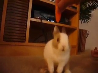 Cute Bunny Eating Carrot - Baby Rabbit - Cute Bunny Video