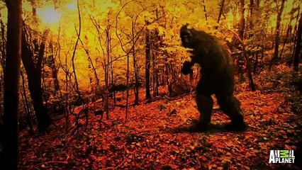 Download Video: Best of Bigfootage  Tree Shaking Bigfoot or a Hoaxer