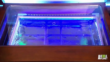 Reveal  Henri the Cat's TV Tank   Tanked
