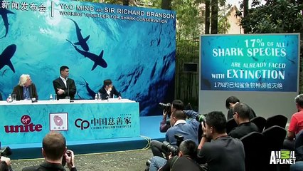 Yao Helped Slash Shark Fin Demand! We Can Do It for Ivory Too!