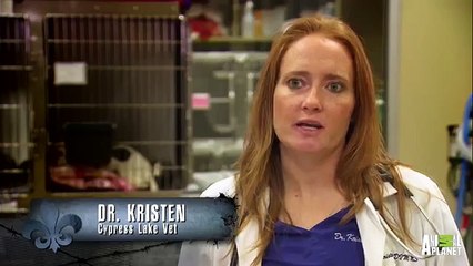 Only a Precious Puppy Could Make Wearing Casts Look So Cute