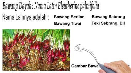 Bawang Dayak | Khasiat Bawang Berlian untuk kesehatan